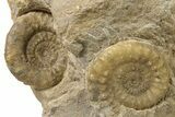 Jurassic Ammonite and Belemnite Cluster - England #286380-3